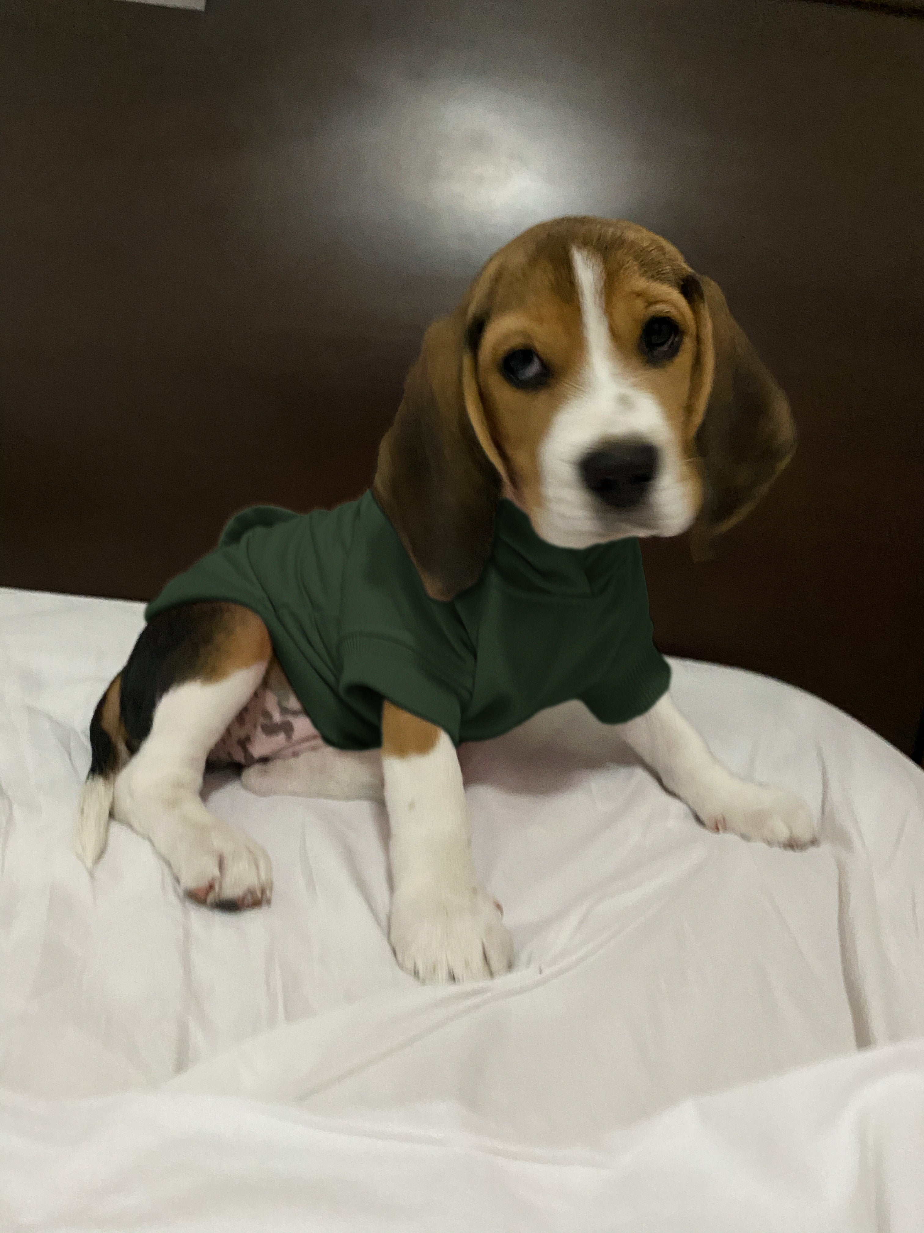 Dog Hoodie